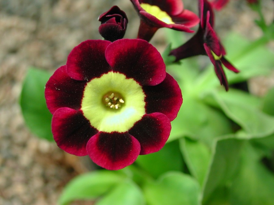 Primula auricula Ted Roberts