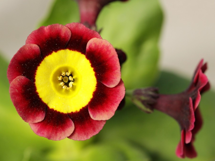 Primula auricula Summer wine