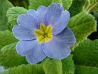 Primula Jack-in-the green blue