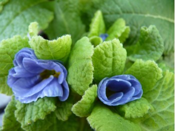 Primel 'Hans im Grünen' Blau