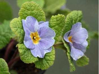 Primula Jack-in-the green blue