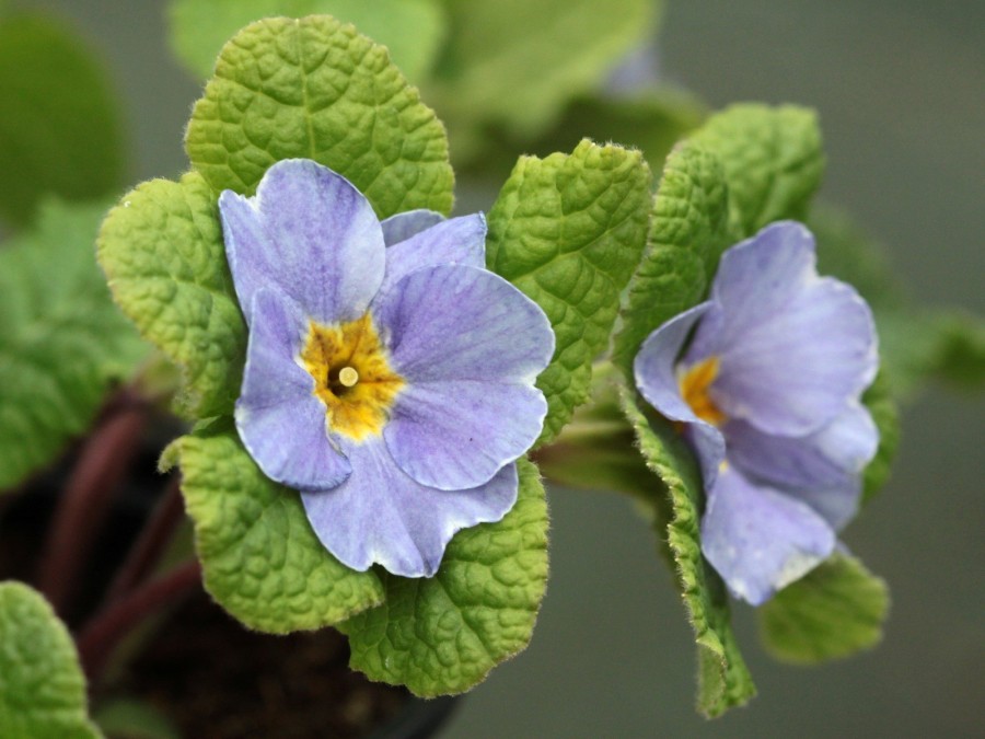 Primula jack-in-the-green - Blau