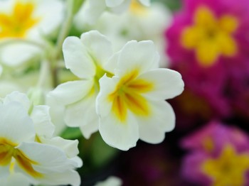 Primula 'Hose-in-hose' Weiss