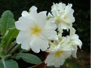 Primula hose-in-hose white