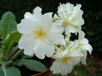 Primula hose-in-hose white