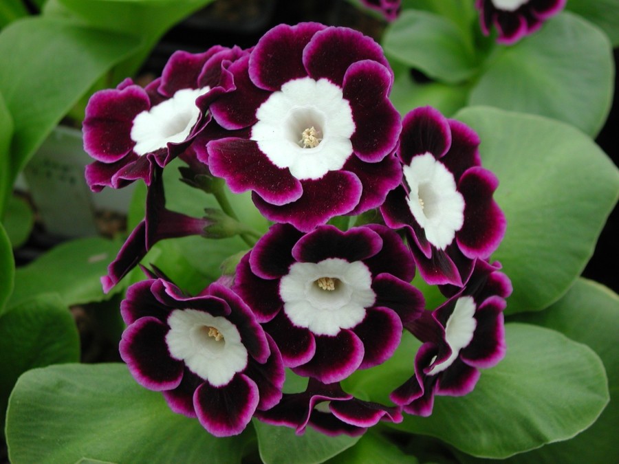 Primula auricula harry hotspur