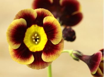 Primula auricula Golden Wedding