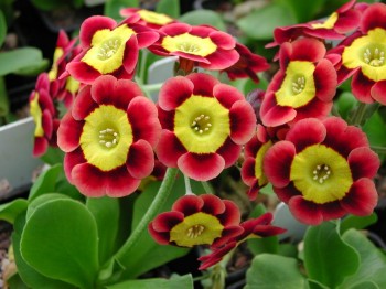 Primula auricula Firenze