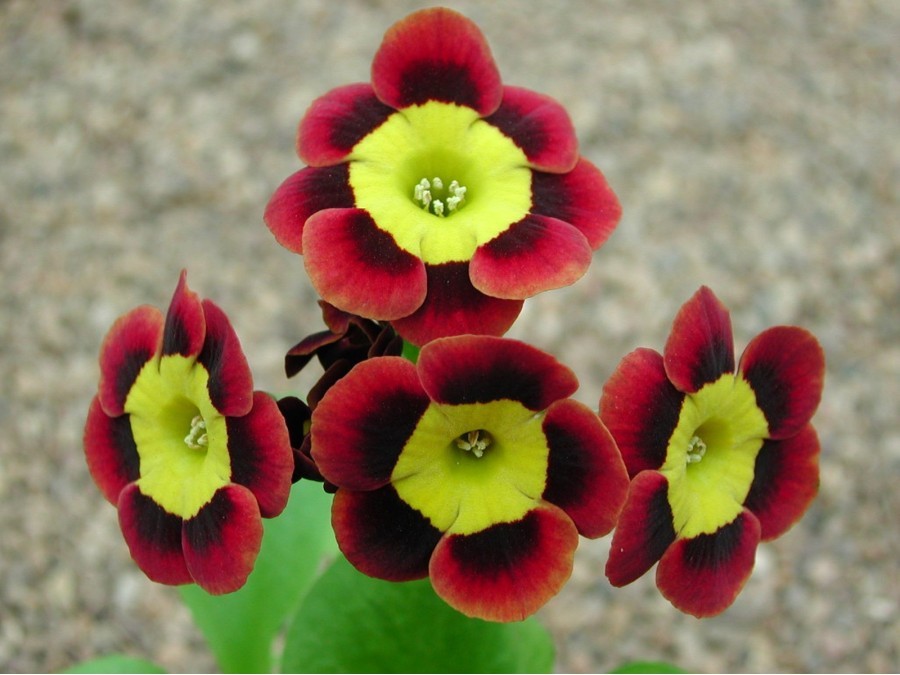 Primula auricula Amicable