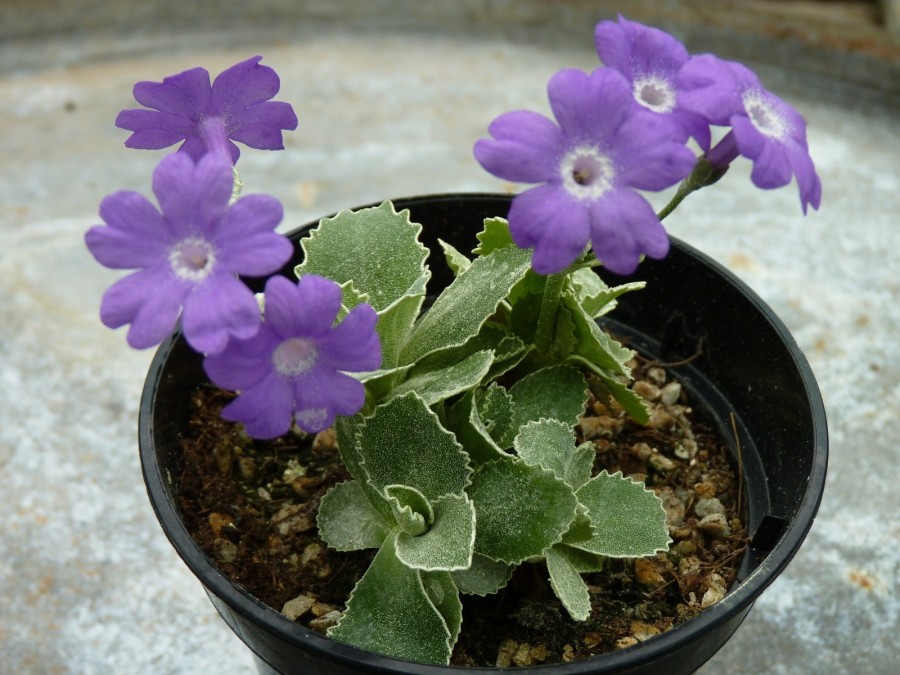 Primula marginata 'Kesselring's Variety'.