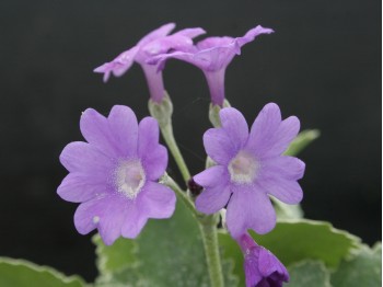 Primula marginata 'Kesselring's Variety'.