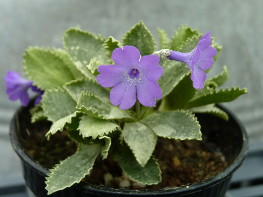 Primula marginata 'Holden Variety'