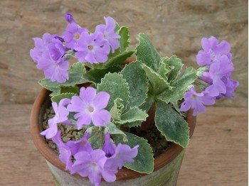 Primula marginata 'Clear's Variety'