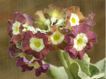 Primula auricula 'Dolly Mixture'.