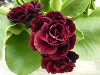 Primula auricula 'Saint-Emilion'