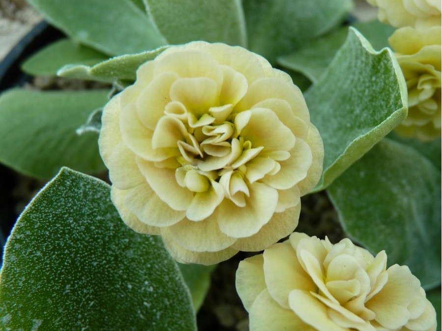 Primula auricula 'Armorique'