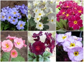 PRIMULA JULIANA Seed mix