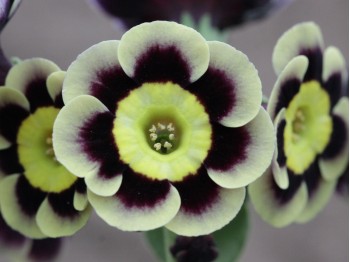 Primula auricula Brigitte