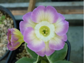 BARNHAVEN BORDER AURICULAS - Pink and yellow