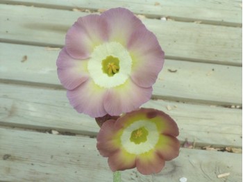 Border auricula rosa und gelb