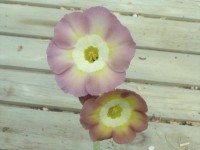 Border auricula rosa und gelb