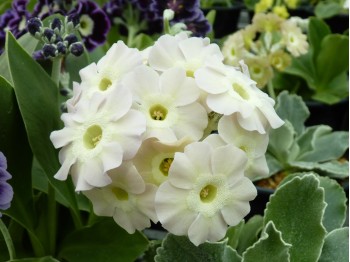 White border auricula