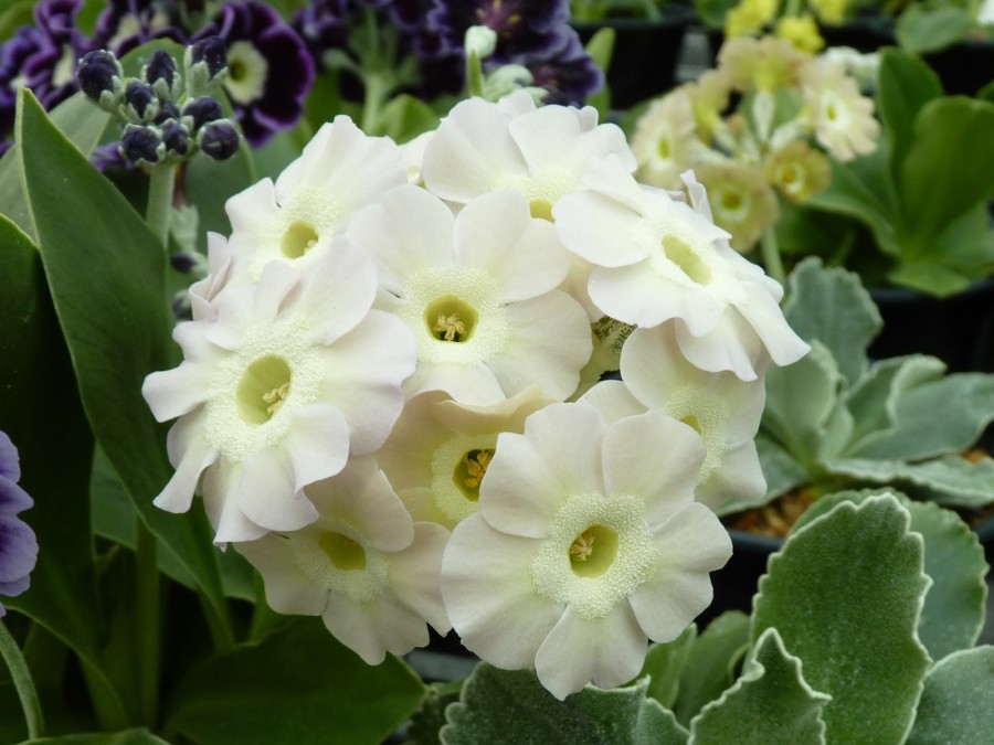 BARNHAVEN BORDER AURICULAS -White shades