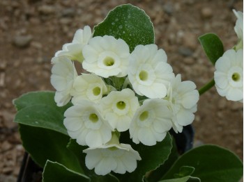 BARNHAVEN BORDER AURICULAS -White shades