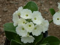 BARNHAVEN BORDER AURICULA - Weiβ