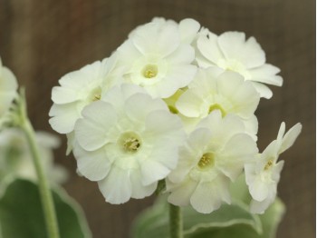 BARNHAVEN BORDER AURICULA - Weiβ