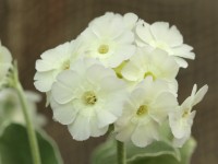 BARNHAVEN BORDER AURICULAS -White shades