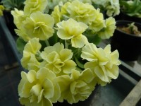 Barnhaven double auricula yellow