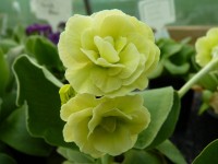 Yellow double auricula