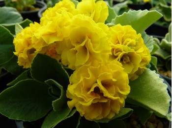 Barnhaven yellow double auricula