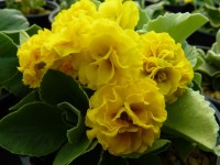 Barnhaven yellow double auricula