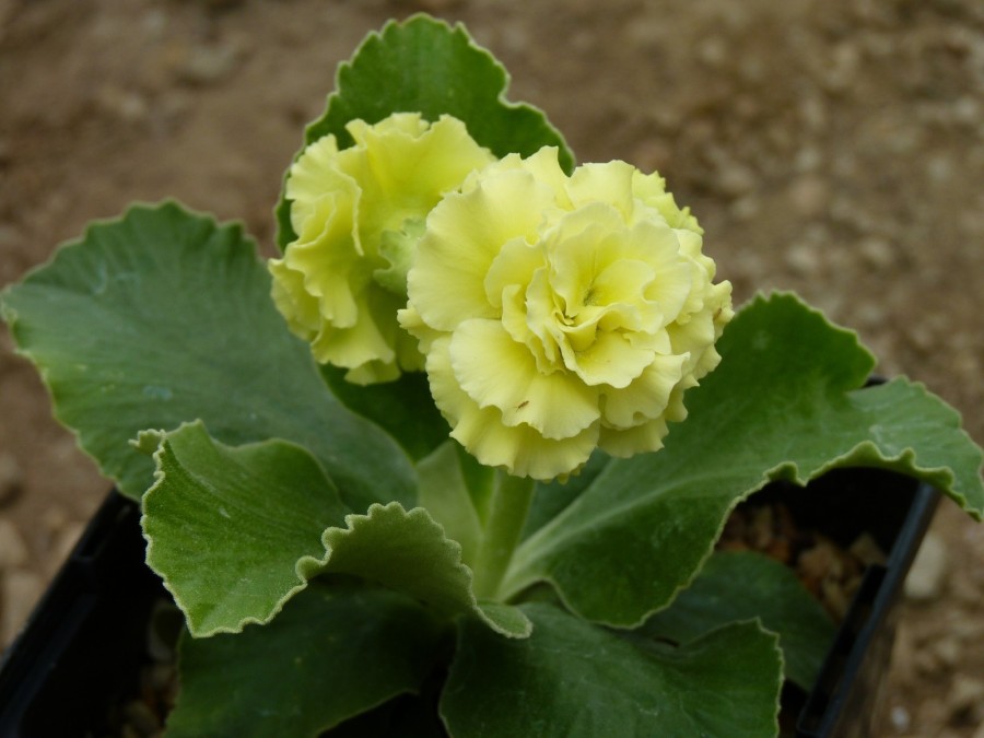 Primula auricula x 'Barnhaven gefüllte Gelb'