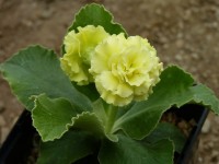 Primula auricula x 'Barnhaven double yellow'