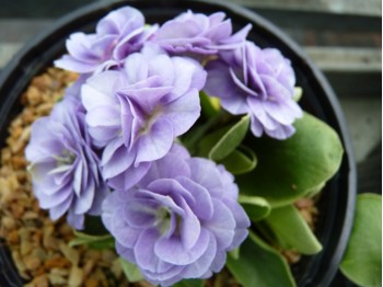 Primula auricula 'Barnhaven Gefüllte Blau'