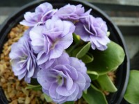 Primula auricula x 'Barnhaven double blue'