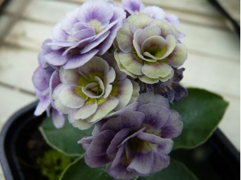 Blue double auricula