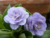 Barnhaven double blue auricula