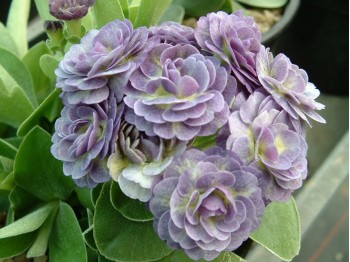 Double blue auricula