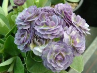 Double blue auricula