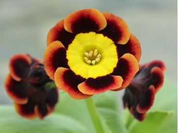 Primula auricula 'Butterwick'