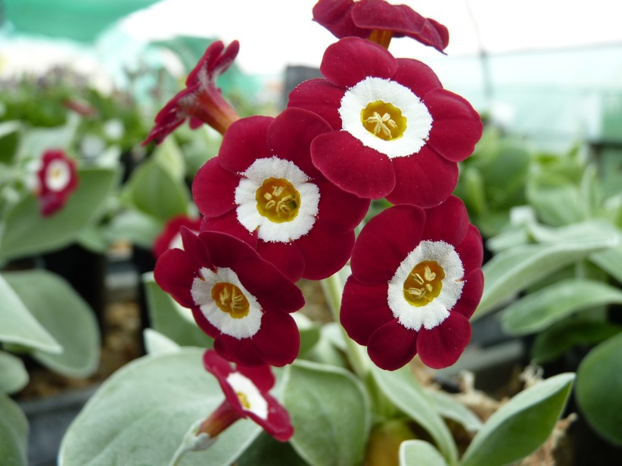 Primula auricula 'Simply Red'