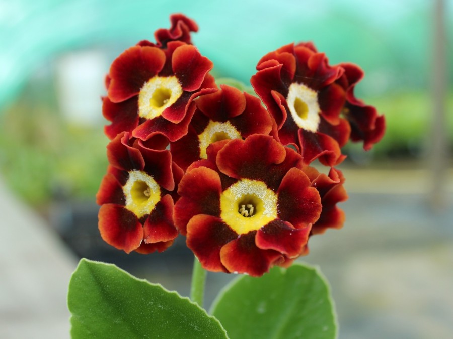 Primula auricula 'Rouge Gorge'