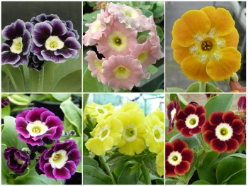 BORDER AURICULA Pflanzensortiment