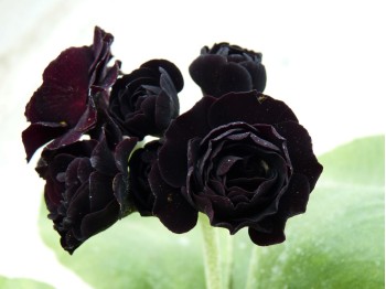 Primula auricula ' Dark Eyes'