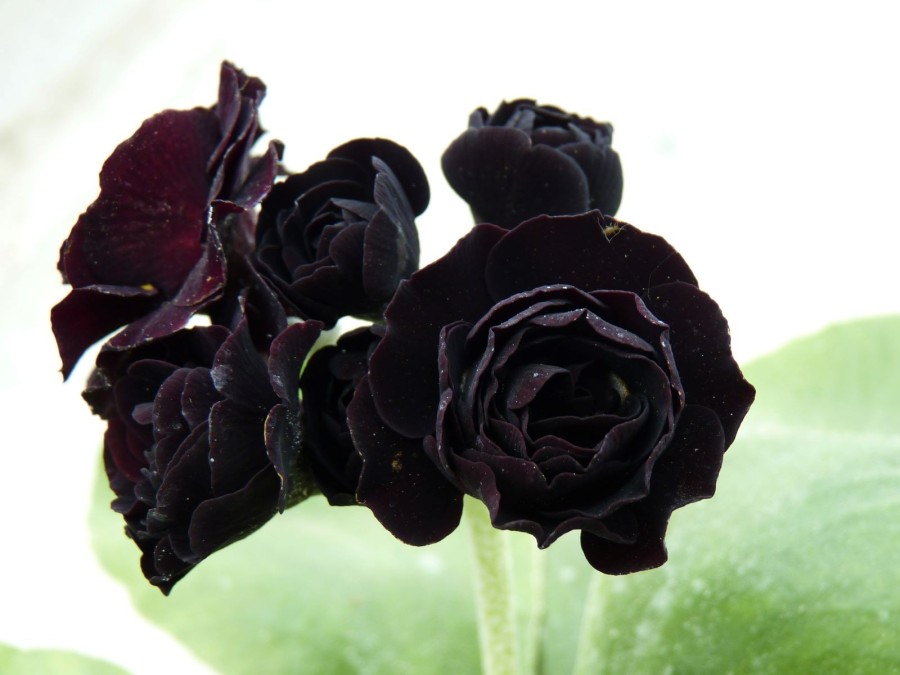 Primula auricula ' Dark Eyes'