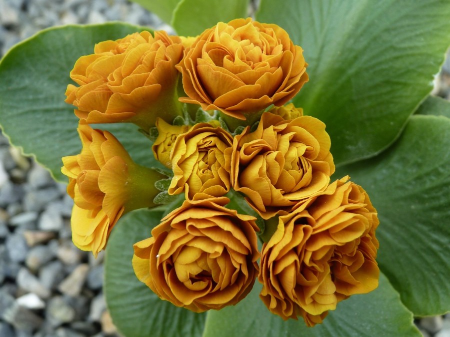 Primula auricula 'Doubloon'.